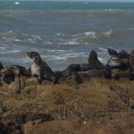 thumbnail_lobitos asoleandose