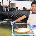 corvina chilena