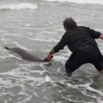delfin 2