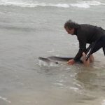 delfin palomense