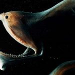 pelicano anguila