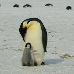 pinguinos