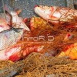 protocolo pesca