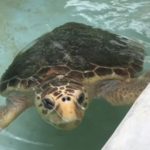 thumbnail_tortuga mutilada