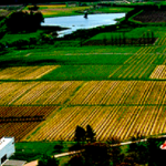 viñedo uruguayo