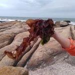 alga maligna
