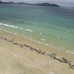 ballenas muertas