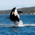 las orcas