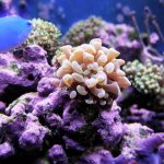 CORALITOS