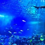 acquarium2