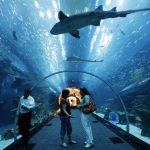 aquarium1