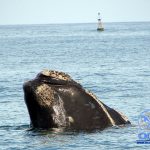ballena