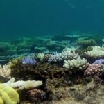 coral decolorado
