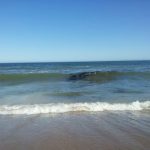 petroleo en mar