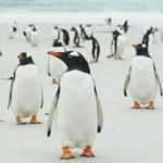 pinguinos en malvinas
