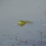 rana toro en humedales