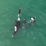 ballenas orca