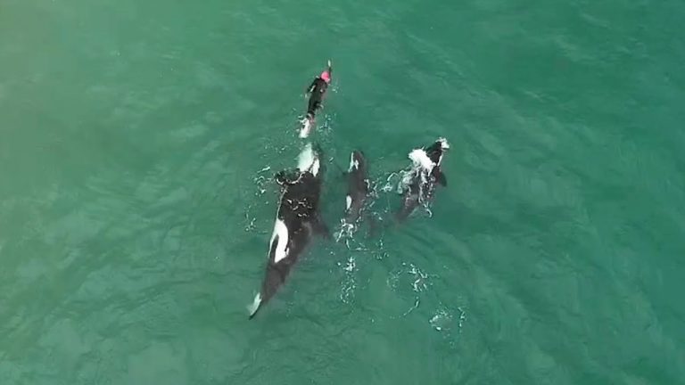 Espectáculo de ballenas en costas de Maldonado y Rocha