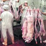 carne ovina