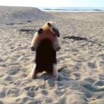 tamandua2