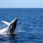 ballena azul