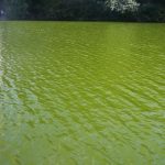 cianobacterias