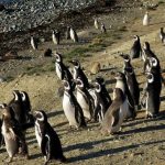 pinguinos