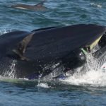ballena y hombre