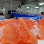 salmones (1)