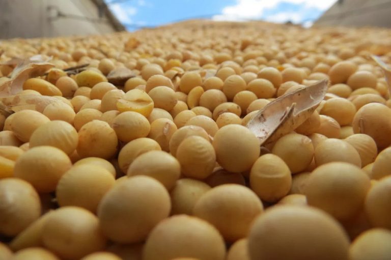 Argentina: Empresarios molestos ante medida que cierra registro de exportación de aceites y harinas de soja