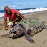 turtle die