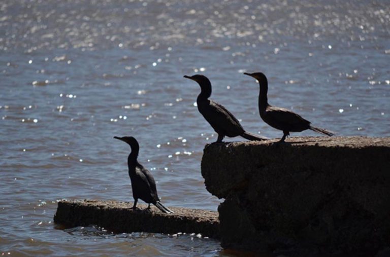 Dieron media sanción al proyecto de reserva “Río de los Pájaros” en Colón