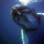 ballena