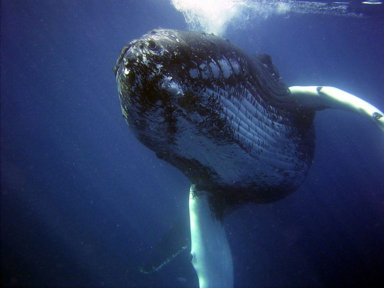 Sorprendente hallazgo: los científicos encuentran un «alfabeto» en los cantos de las ballenas