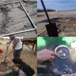 microplasticos en la paloma