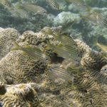 peces en peligro