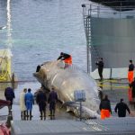 ballena en islandia