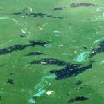 cianobacterias en rocha