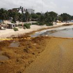 mexico y macroalga