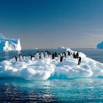 roca antartica