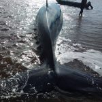 ballena encalla