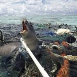 carcel de animales marinos