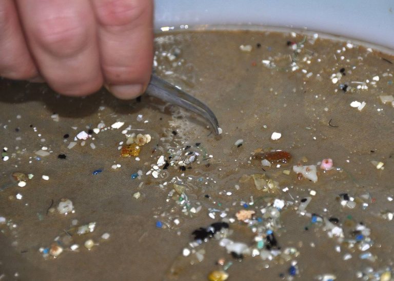 Grupo ecologista de Falklands en lucha contra los micro plásticos