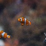 peces cambian de sexo