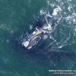 imagenes cercanas cetaceos