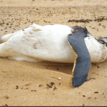 cahu pinguino
