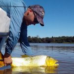 dorado (2)