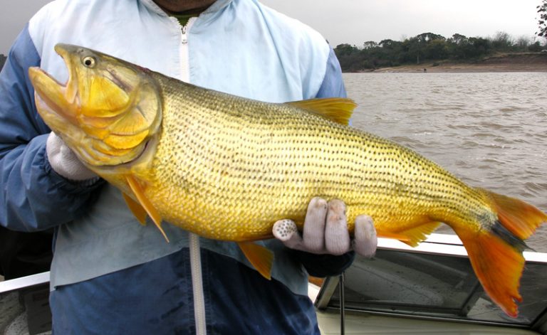 Salto: la zona de los dorados más grandes del mundo
