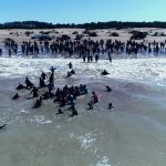 rescatando orcas