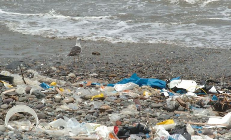 «El planeta versus el plástico»: la mirada de una especialista sobre la contaminación y la situación de Uruguay